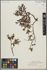 Foto von Salix arbuscula L. x Salix lapponum L.